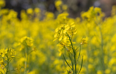 Closeup of Mustard Seed Plants with Flower with Selective Focus in Horizontal Orientation, Mustard Field
