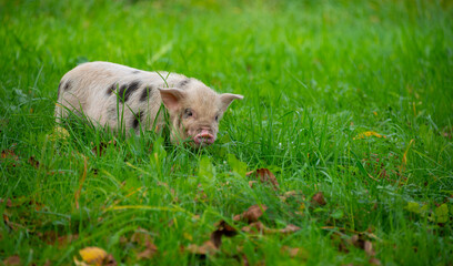 happy little piglet (kune kune) in the garden