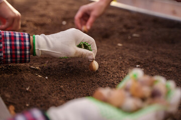 Shot of female farmers working together harvesting garlic in modern farm.