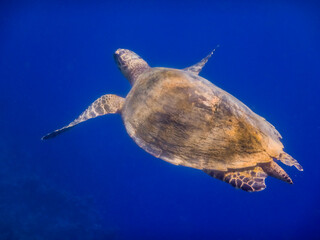 green sea turtle hovering in deep blue water view from the side
