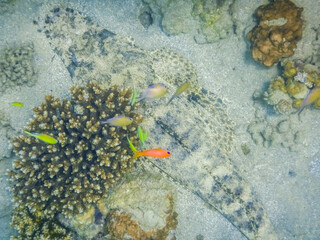 large crocodile fish lies on the seabed between corals in the red sea