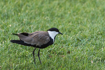 little single bird in a green meadow in a resort on vacation