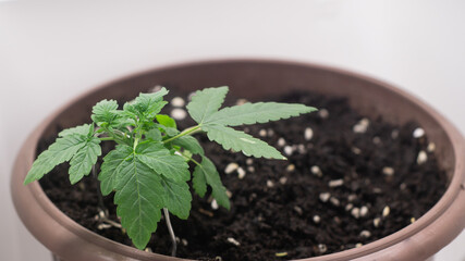 Potted cannabis seedlings are trained by bending the branches to expose the stems. to branch out