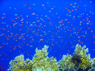 Naklejka na ściany i meble thousand of different colorful fishes over corals in the blue sea in egypt detail