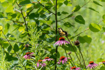 Eastern Tiger Swallowtail Butterfly On Coneflowers