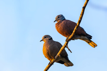 A Pair of Red Turtle-dove or Red Collared Dove or Streptopelia tranquebarica perching on branch with bright blue sky background in Thailand.