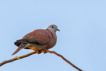 Red Turtle-dove or Red Collared Dove or Streptopelia tranquebarica perching on branch with bright blue sky background in Thailand.