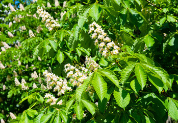 flowers of horse chestnut in sunny day