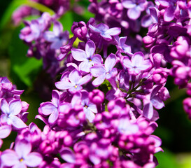 Fototapeta na wymiar Branches of blooming purple flowers of lilac in sunny spring day