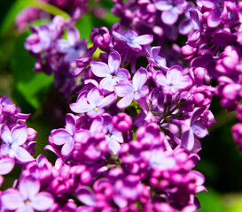Naklejka premium Branches of blooming purple flowers of lilac in sunny spring day