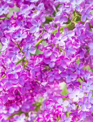 blooming lilac, flowers in sunny spring day (background)