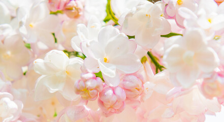 blooming lilac, flowers in sunny spring day (background)