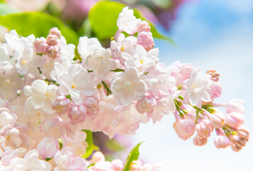 Branches of blooming lilac; pink flowers in sunny spring day
