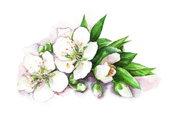 Snow-white jasmine branch, watercolor technique. - 537598933