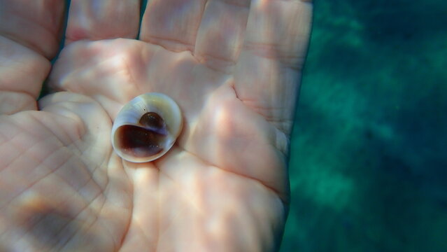 Seashell of sea snail Josephine's moonsnail (Neverita josephinia) on the hand of a diver, Aegean Sea, Greece, Halkidiki