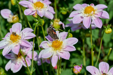 Colorful butterfly on a pink, white dahlia with yellow heart with dahlia buds and flowers in the background