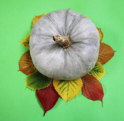 Potiron Bleu de Hongrie