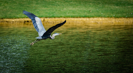 Great Blue Heron flying over a wetland pond in Roswell Georgia.