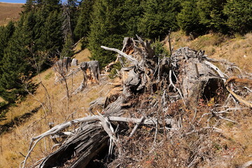 an old dead tree in a clearing