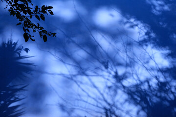 Abstract leaves shadow background on concrete wall texture, nature art on wall, purple color