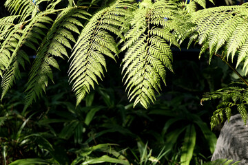 Ferns in the forest. Natural floral fern background in sunlight