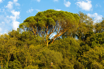 landscape with trees