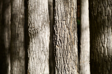 Close-up of straight Pamir poplar trunks. High contrast close-up of brightly sunlit trees trunks with shadows. Poplar bark texture close up. Selective focus on tree trunks standing one by one.