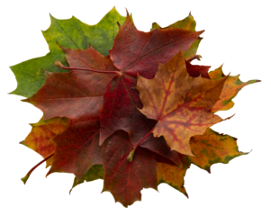 autumn fall maple leaves isolated on transparent background