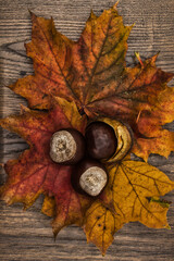 Herbstdeko Bild - leuchtende Herbstblätter und Kastanien auf einen Holzhitnergrund mit viel Strutkur 