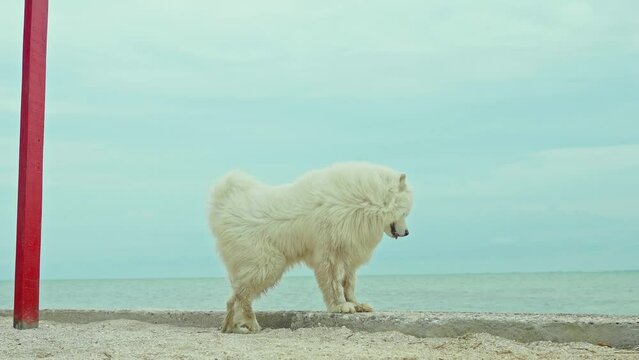 huge dog samoyed breed with long white fur walking and relaxing on sandy beach at sea shore