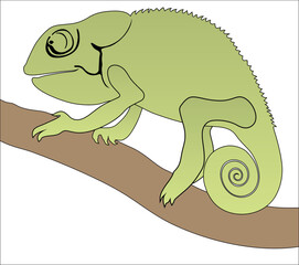Fototapeta premium chameleon on a branch