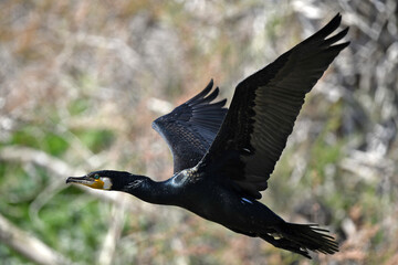 fliegender Kormoran  // flying Great cormorant (Phalacrocorax carbo)