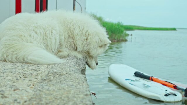 huge dog samoyed breed with long white fur walking and relaxing on boat station at sea shore. dog looks like a white bear