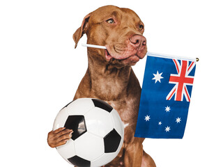 Charming, adorable puppy, holding flag of Australia and soccer ball. Preparations for the World...