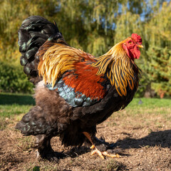 coq brahma de race  géante