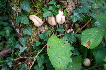 Tronc d'arbre avec du lierre, des feuilles, des champignons 