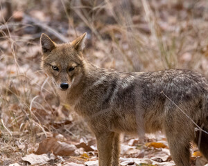 black backed jackal