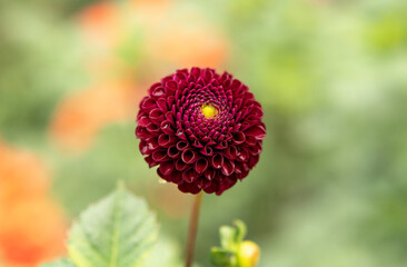 pink dahlia flowers in the garden