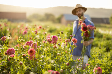 Man stands as farmer with freshly picked up dahlia flowers on flower garden with farm house on...