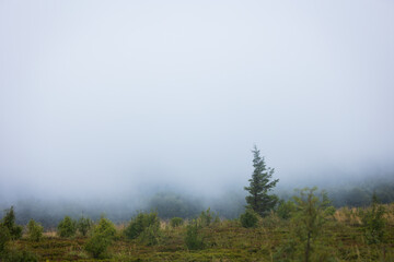 Bieszczady meadows covered with fog