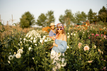 Farm workers carry lots of freshly picked up flowers on rural farm during sunset. Colorful dahlias...