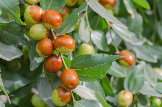 Ripe jojoba fruit on a tree branch close-up. Chinese date on a branch
