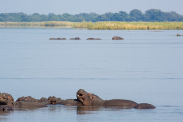 Hippopotamus in Zambezi River, Zambia