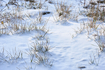 Winter season background with snow and dry grass.