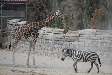 zebras , giraffe 