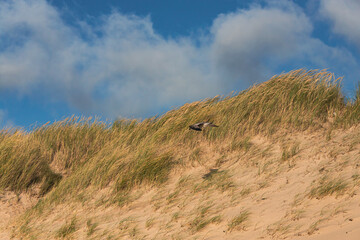Möwe vor bewachsener Düne 