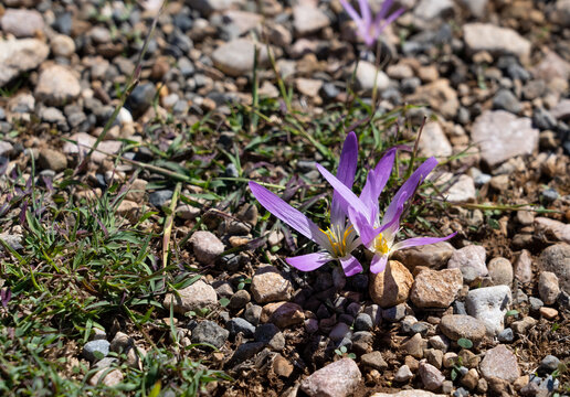 detailed closeup of Pyrenean Merendera, Colchicum montanum, in flower in autumn in the Spanish Pyrenees