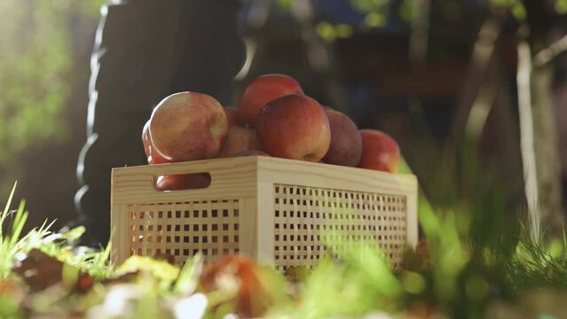 Close up of wooden box with red ripe apples harvest standing on ground. Unrecognized farmer girl takes a red apple from a box of harvested fruit. Organic red freshly picked apples in the box