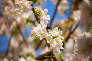White flowers bloom in the trees. Spring landscape with blooming sakura tree. Beautiful blooming garden on a sunny day. Copy space for text.