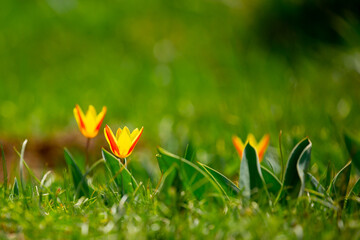Blooming tulips Kaufman. Field of multi-colored tulips as a concept of holiday and spring. Flowers in a meadow with grass as a background with a place for text and copy space.